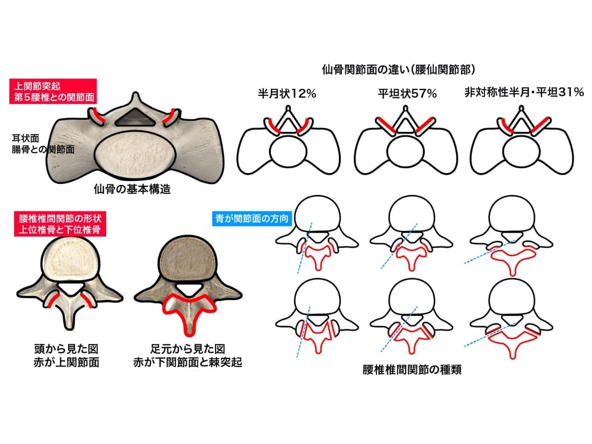 仙腸関節と坐骨神経の関連