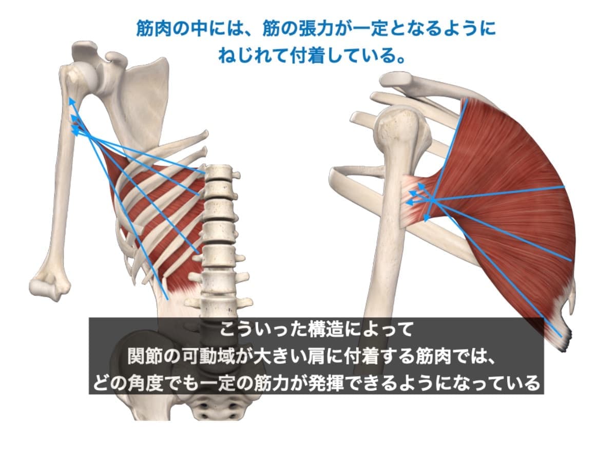広背筋と大胸筋の螺旋構造