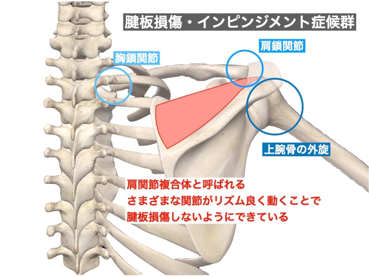 肩鎖関節・胸鎖関節と腱板損傷