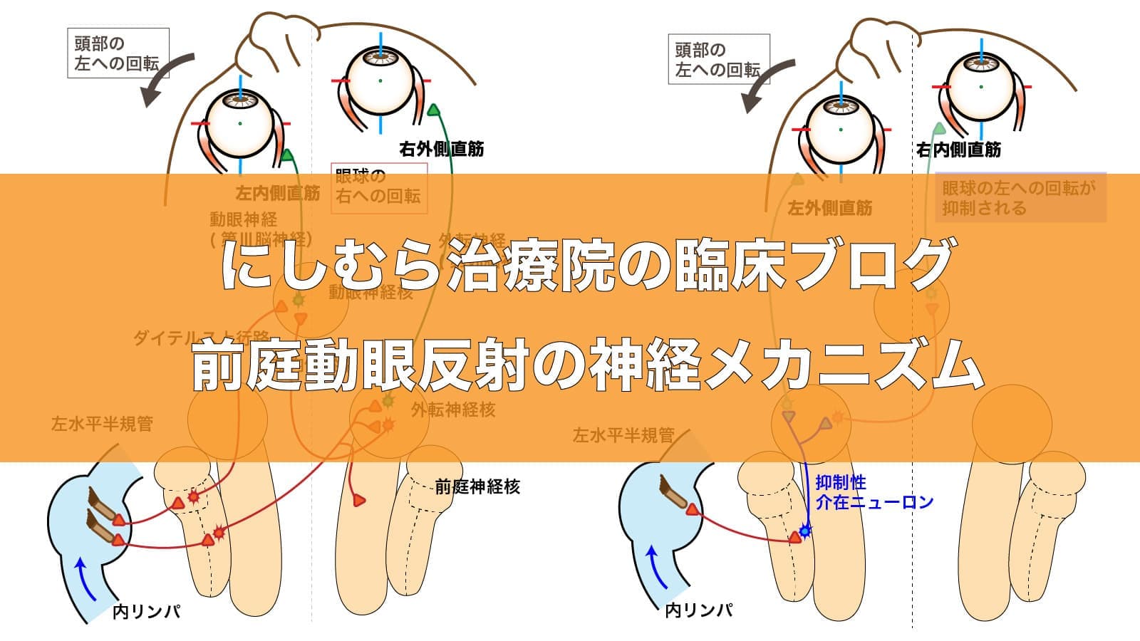 前庭動眼反射画像