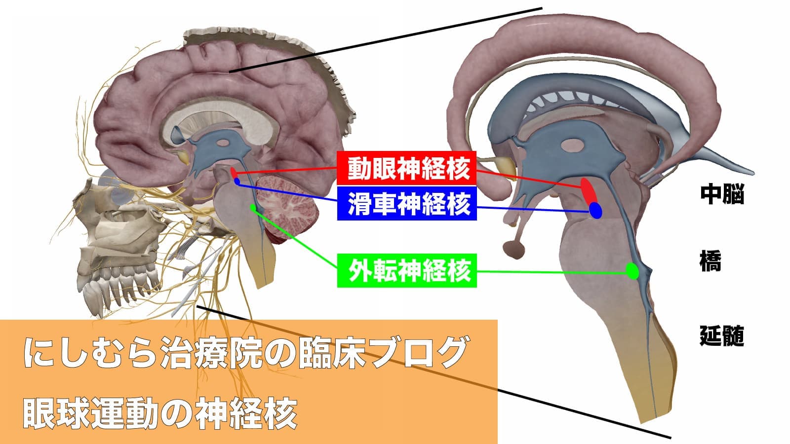眼球の脳神経学　写真